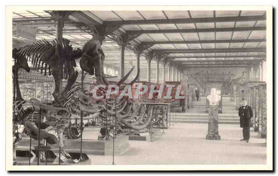 CPA Bruxelles Musee Royal d histoire naturelle Galeries nationales Mammouths