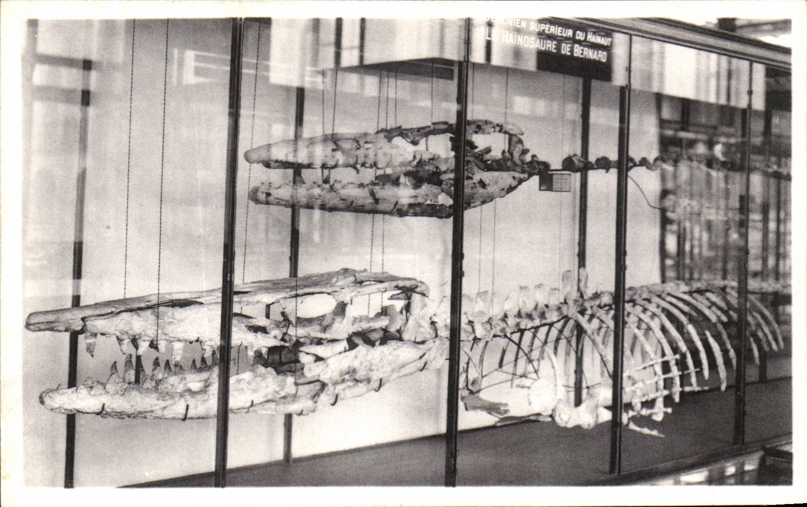 CPA Bruxelles Musee Royal d histoire naturelle Galeries nationales Baleines