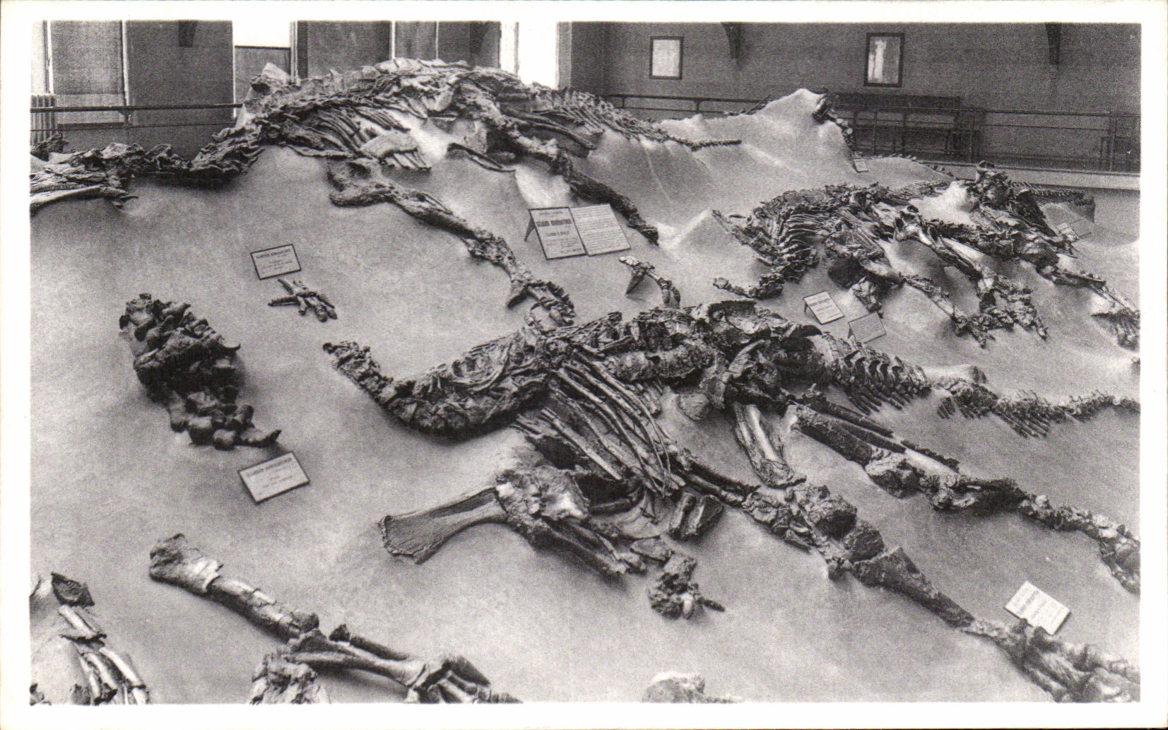CPA Bruxelles Musee Royal d histoire naturelle Galeries nationales Iguanodons de Bernissart Dinosaure