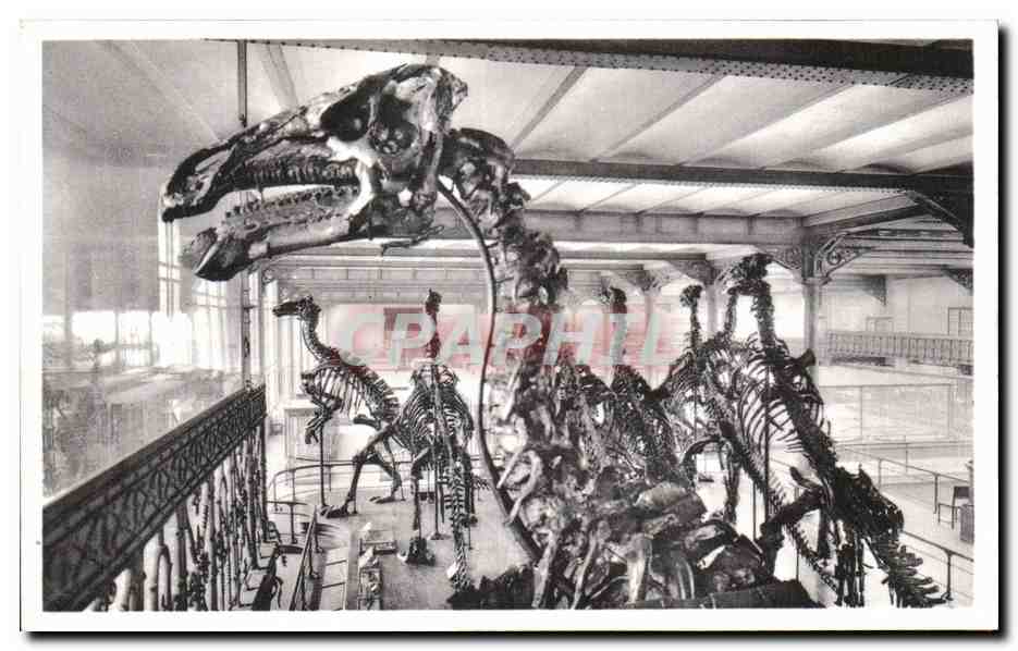 CPA Bruxelles Musee Royal d histoire naturelle Galeries nationales Iguanodons de Bernissart Dinosaure
