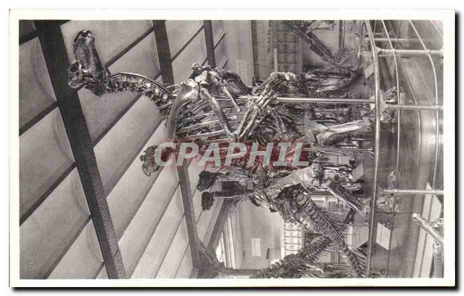 CPA Bruxelles Musee Royal d histoire naturelle Galeries nationales Iguanodons de Bernissart Dinosaure