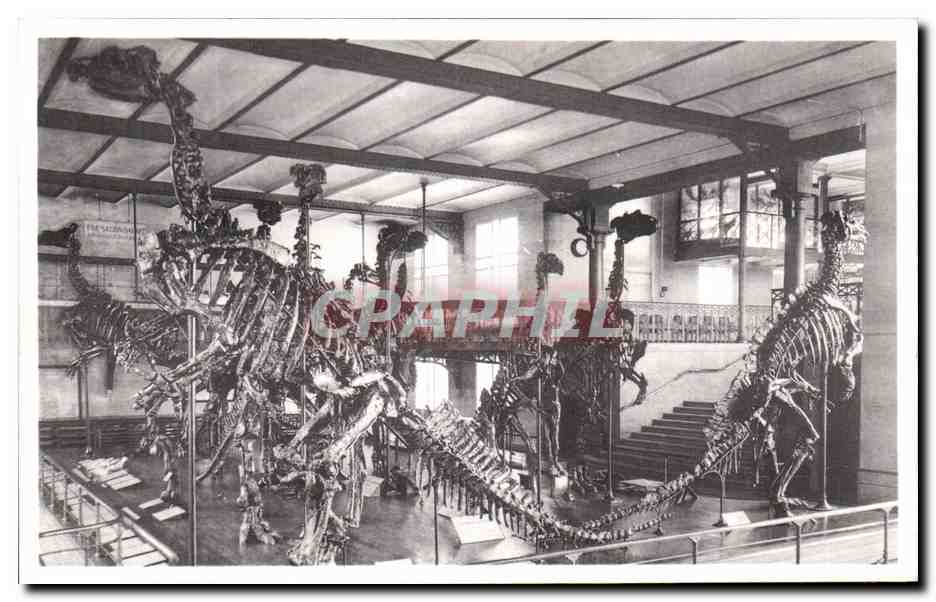 CPA Bruxelles Musee Royal d histoire naturelle Galeries nationales Iguanodons de Bernissart Dinosaure