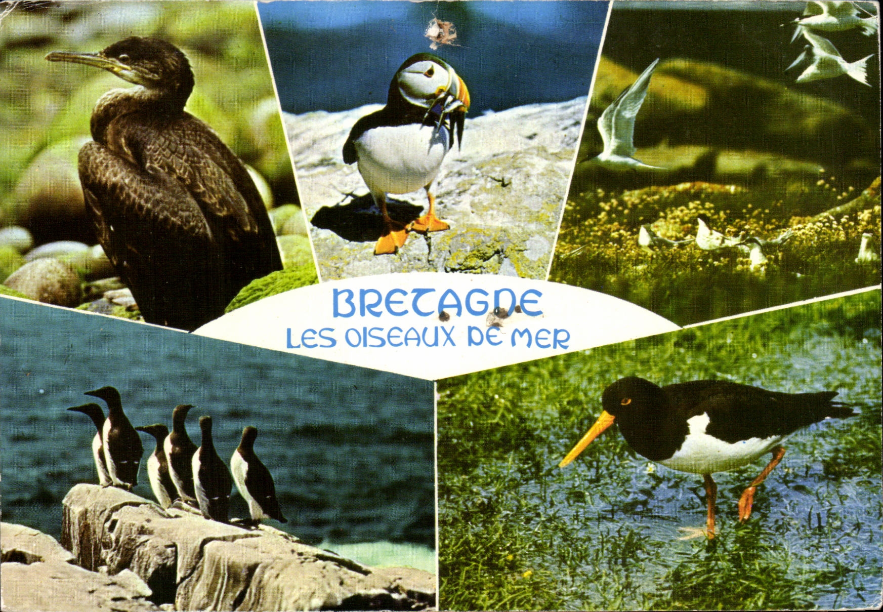 CPM Bretagne Les Oiseaux De Mer Cormoran Macareux Moine Vol de sternes Guillemots