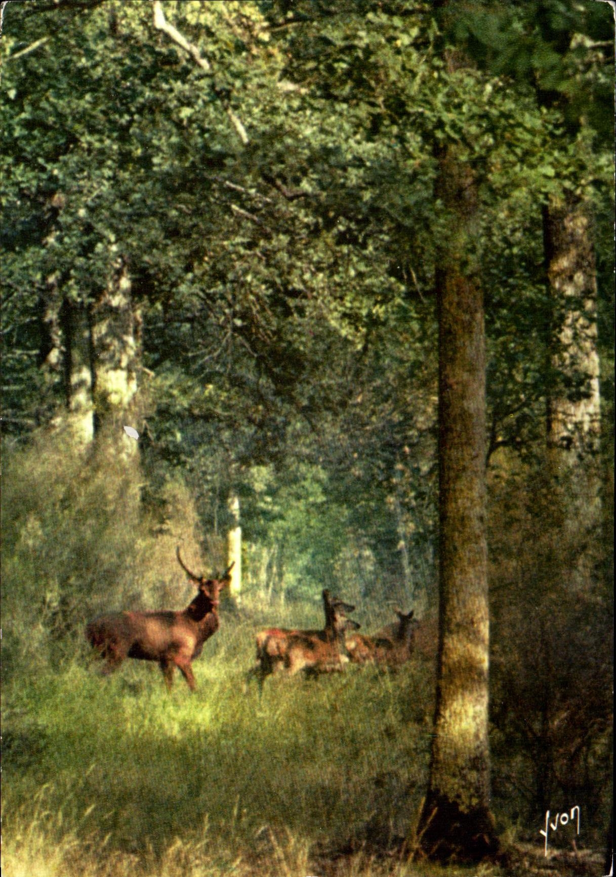 Daims dans les forêts de France — éditeur Barbier Pelli, n° de série non visible
