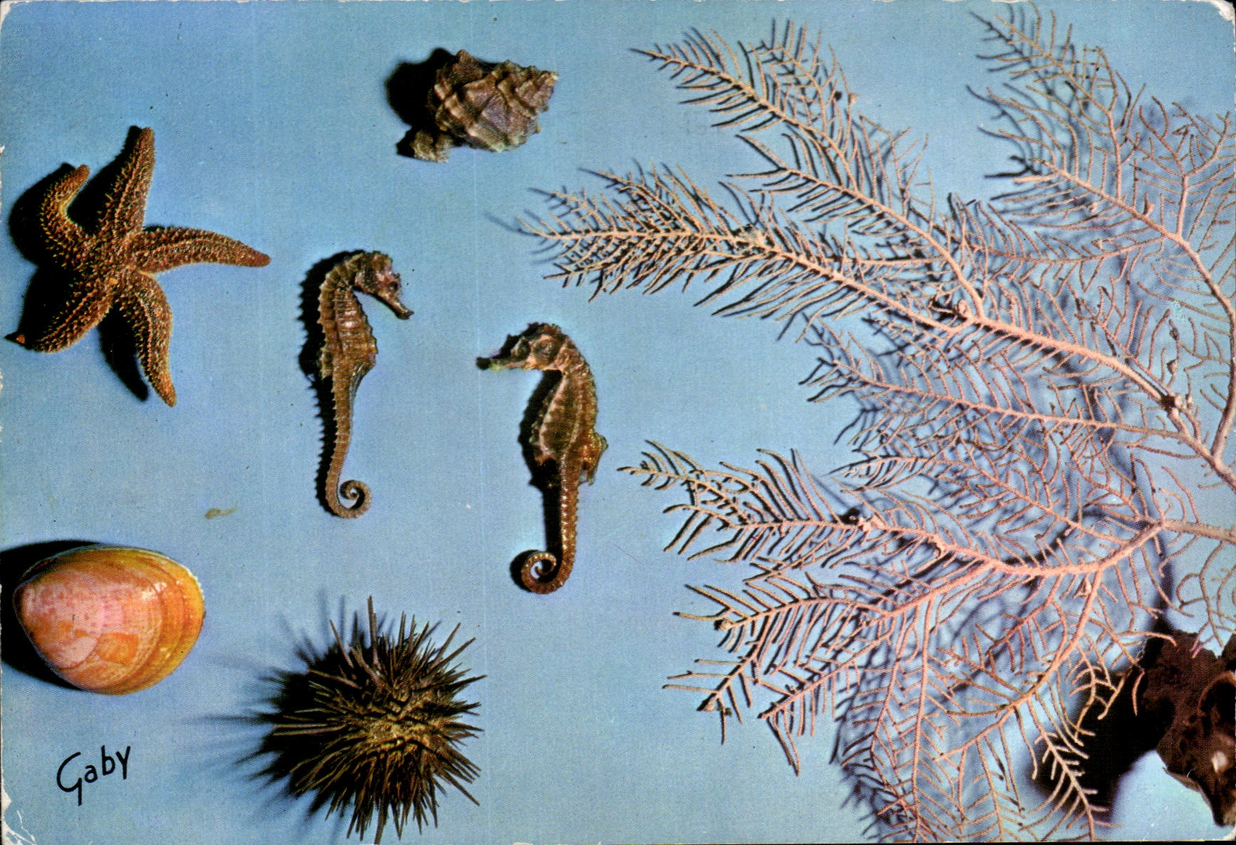 CPSM Faune Sous Marine Danse des Hippocampes Aquarium