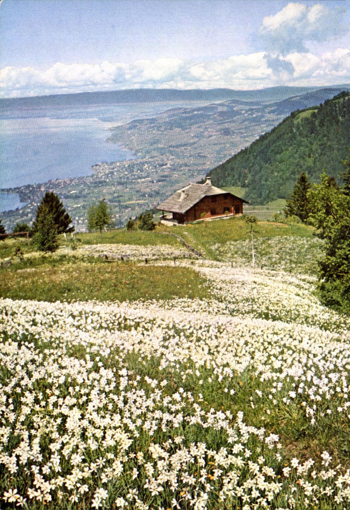 Champ de Narcisses à Caux sur Montreux — Éditions du Tourisme, Montreux