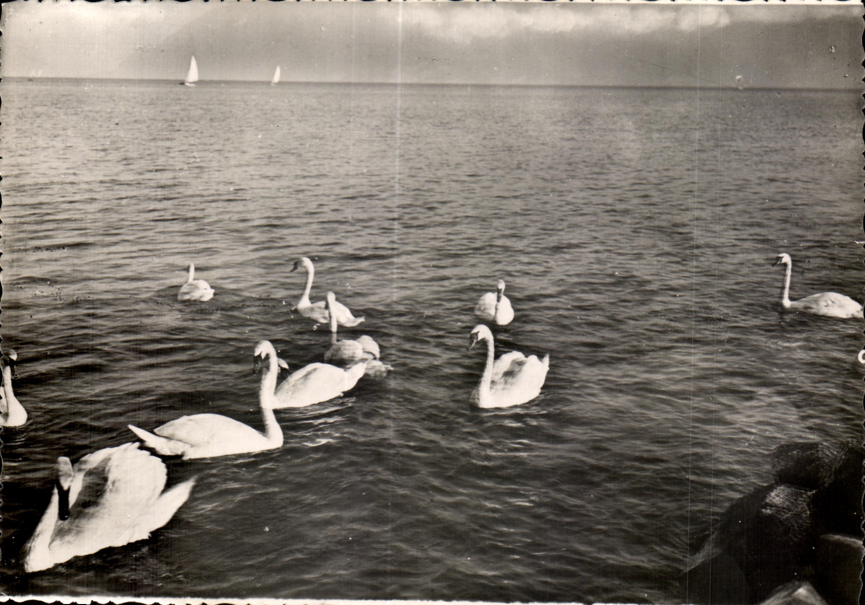 CPSM Cygnes Et Voillers Sur Le Lac Leman 