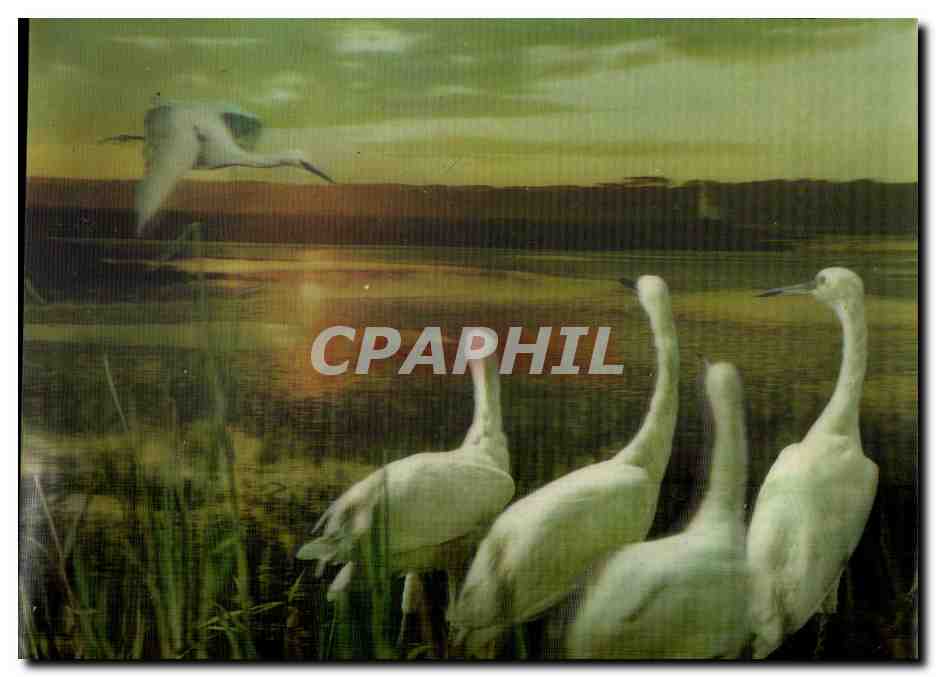 CPM Egrets Les Aigrettes oiseaux carte hologramme 