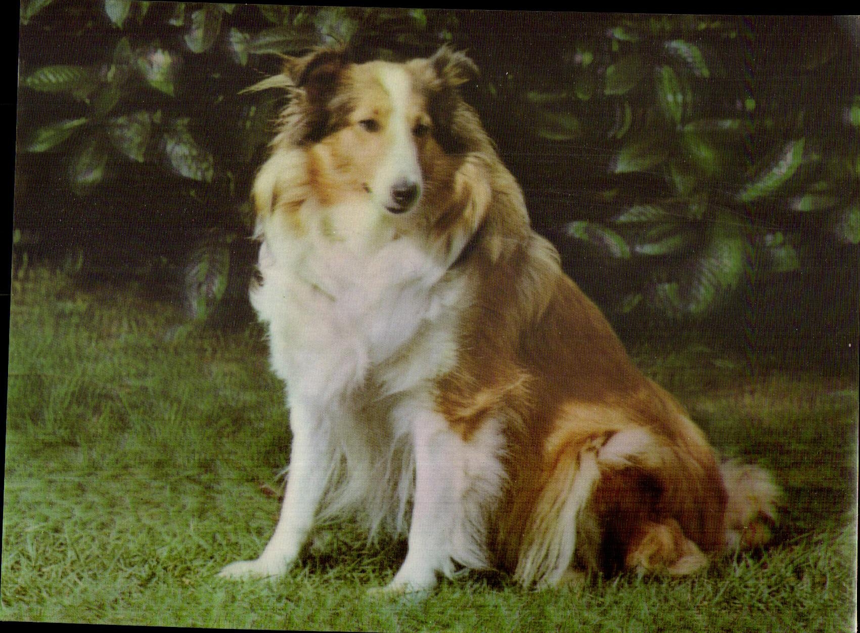 Carte hologramme Chien Shetland Sheep Dog 