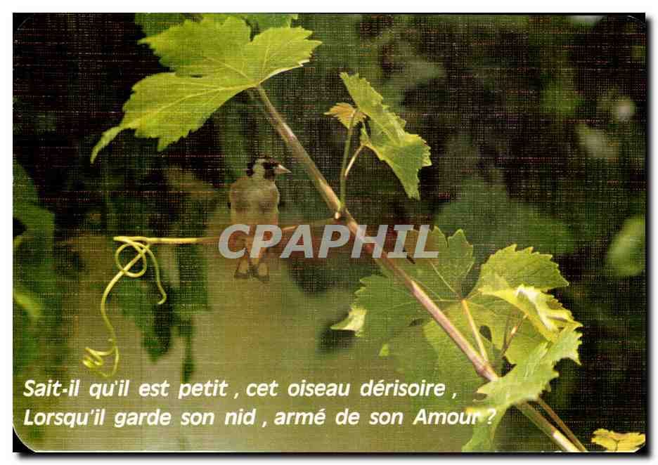 CPM Sait Il Qu il Est Petit Cet Oiseau derisoire Lorsqu il Garde Son Amour 