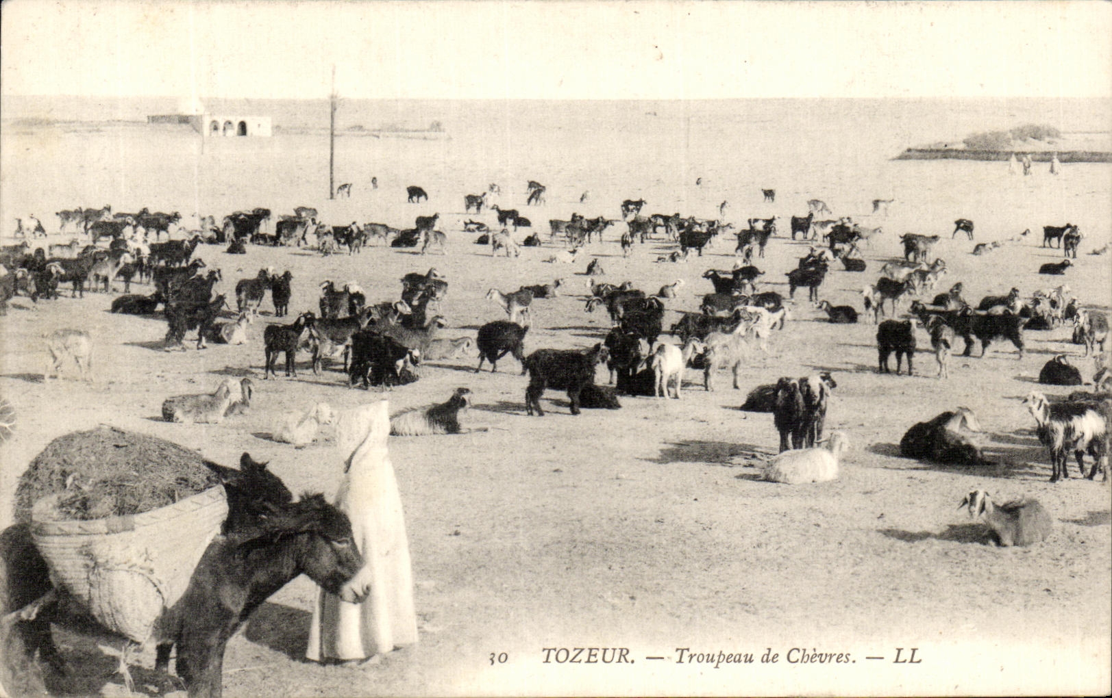 CPA Tozeur Troupeau De Chevres Tunisie