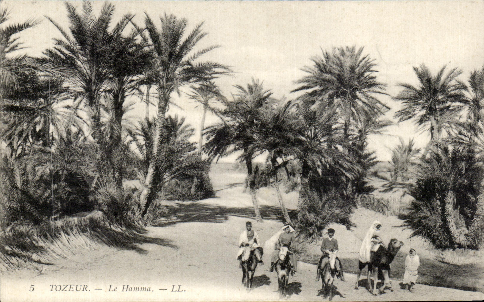 CPA Tozeur Le Hamma Chameau Anes Tunisie 