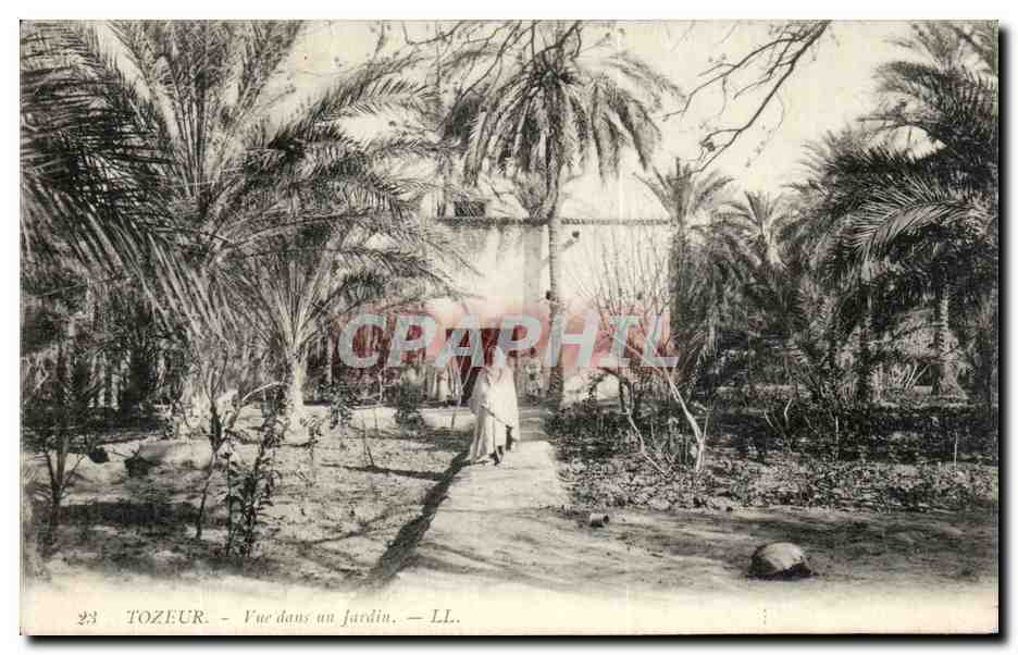 CPA Tozeur Vue dans un jardin Tunisie