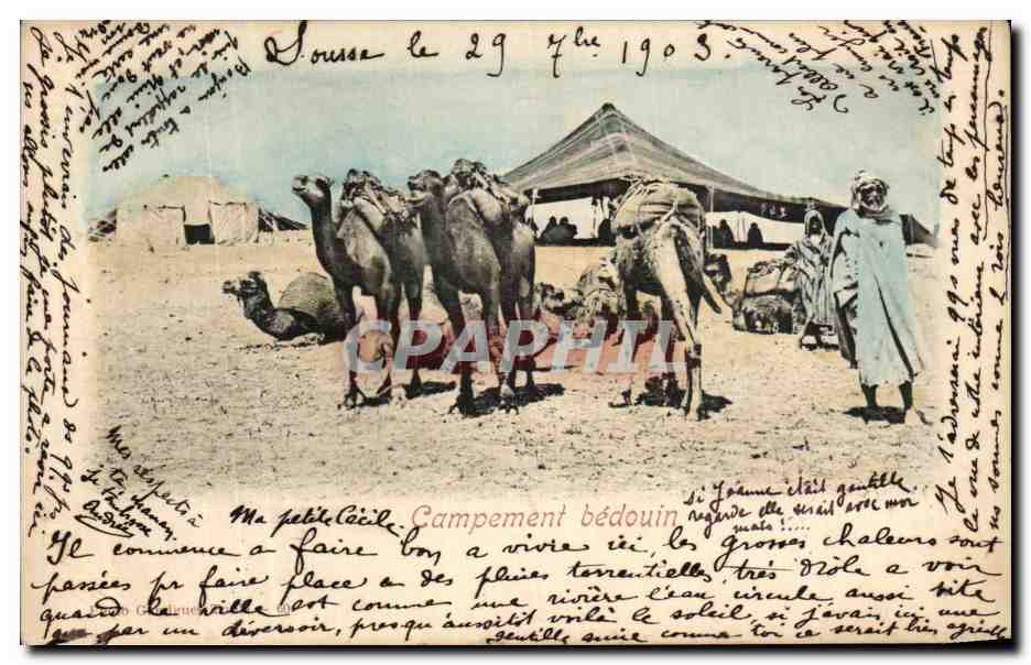CPA Campement Bedouin Chameaux Tunisie