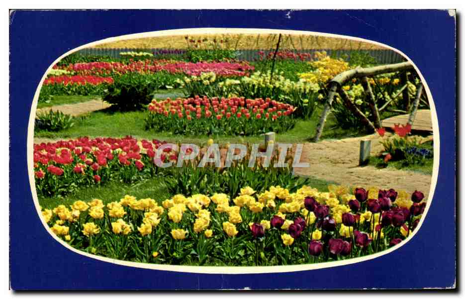 CPM Holland in bloementooi Fleurs Tulipes