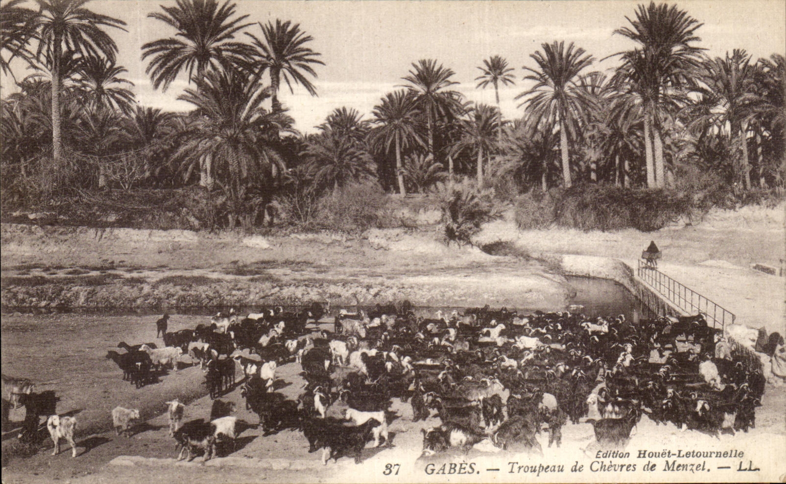CPA Gabes Troupeau de Chevres de Menzel Tunisie