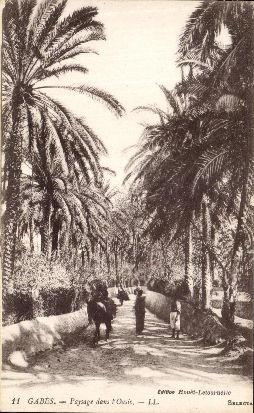 CPA Gabes Paysage dans l oasis Tunisie