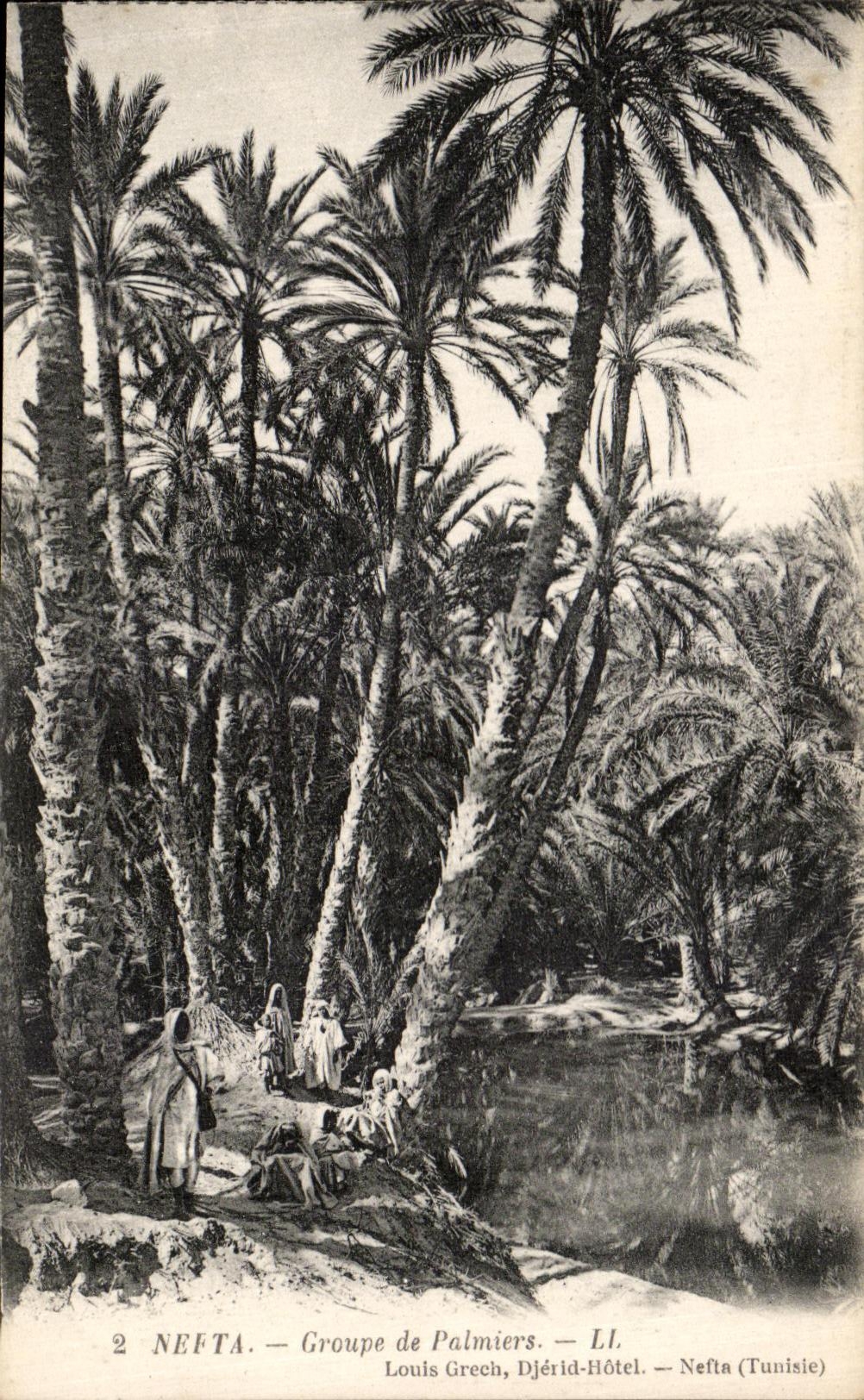 CPA Nefta Groupe de palmiers Tunisie
