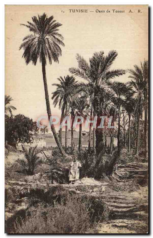 CPA Tunisie Oasis de Tozeur v