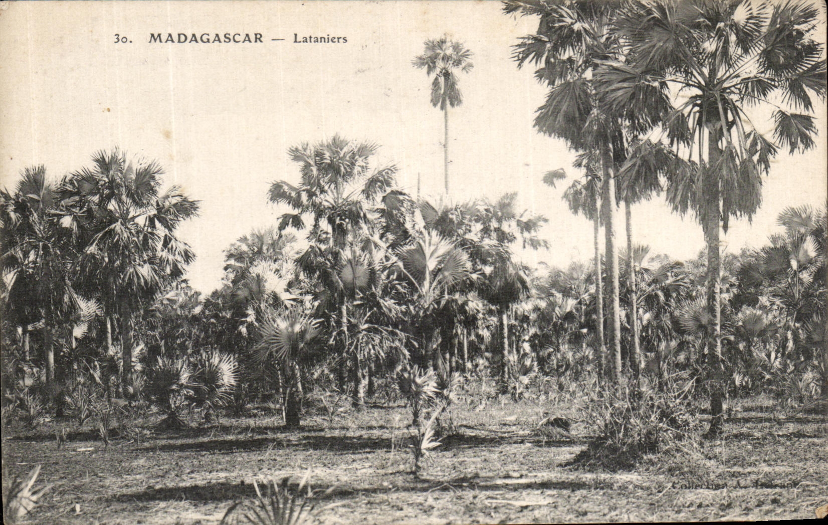 CPA Madagascar Lataniers 