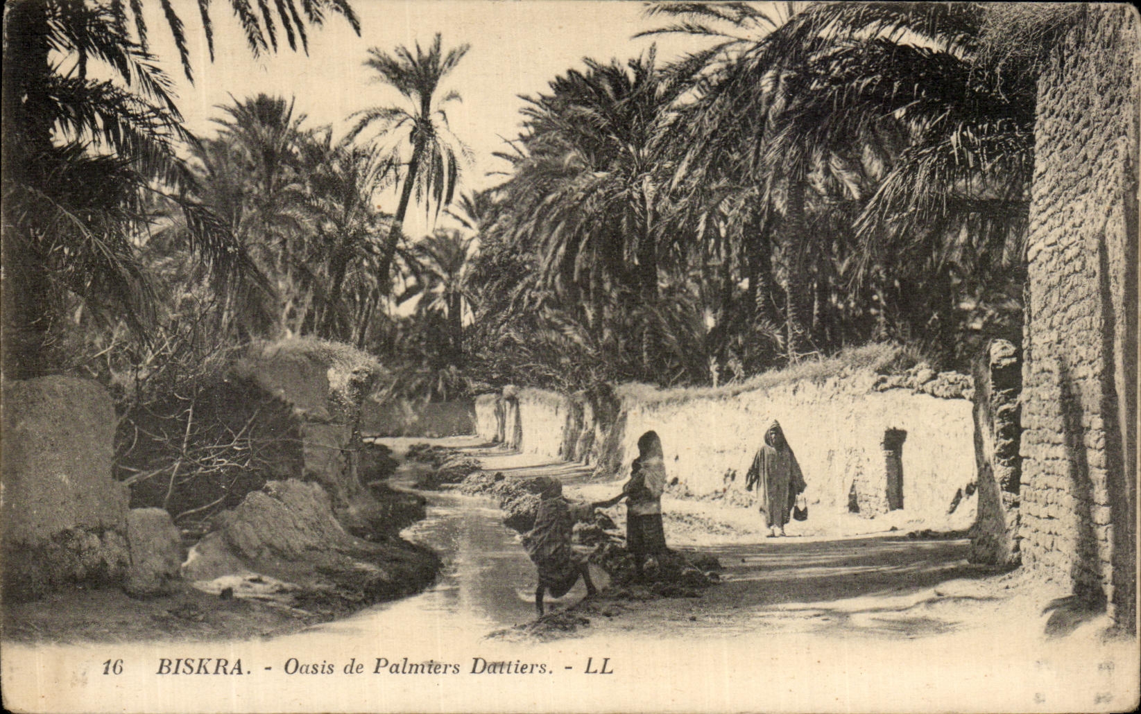 CPA Biskra Oasis de Palmiers Dattiers 
