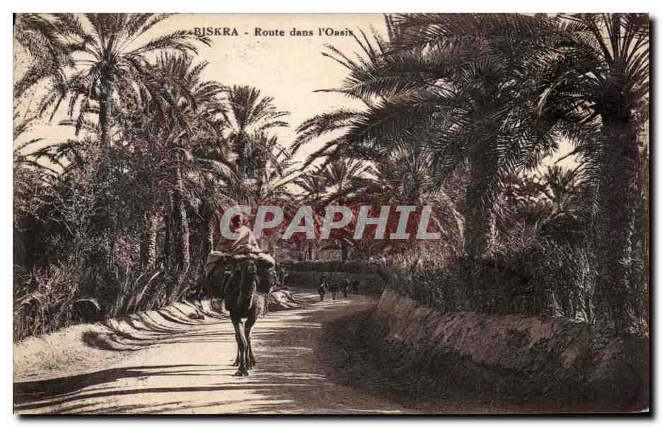 CPA Biskra Route dans l Oasis Chameau