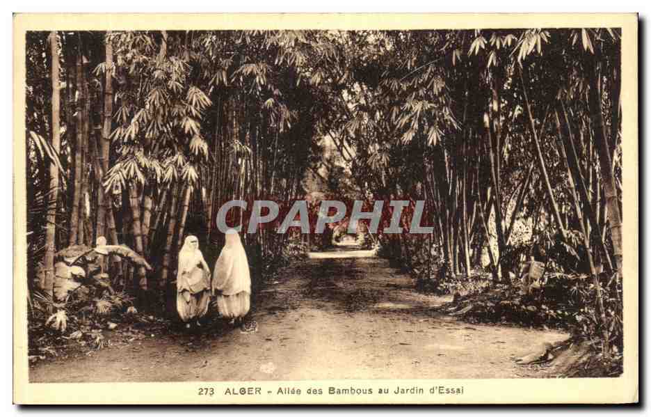 CPA Alger Allee des Bambous au Jardin d Essai