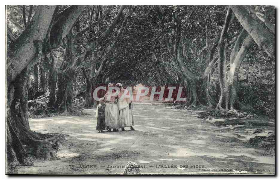 CPA Alger Jardin L Allee des Ficus 