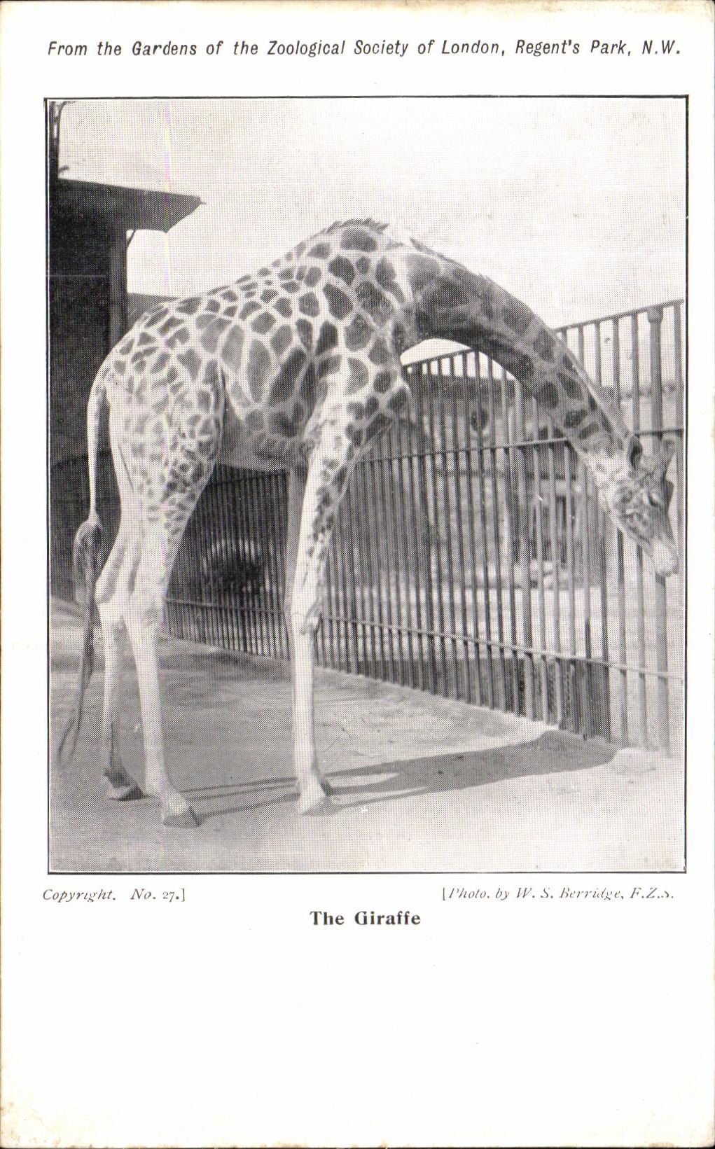 CPA From the Gardens of the Zoological Society of london Regent s park Giraffe Girafe