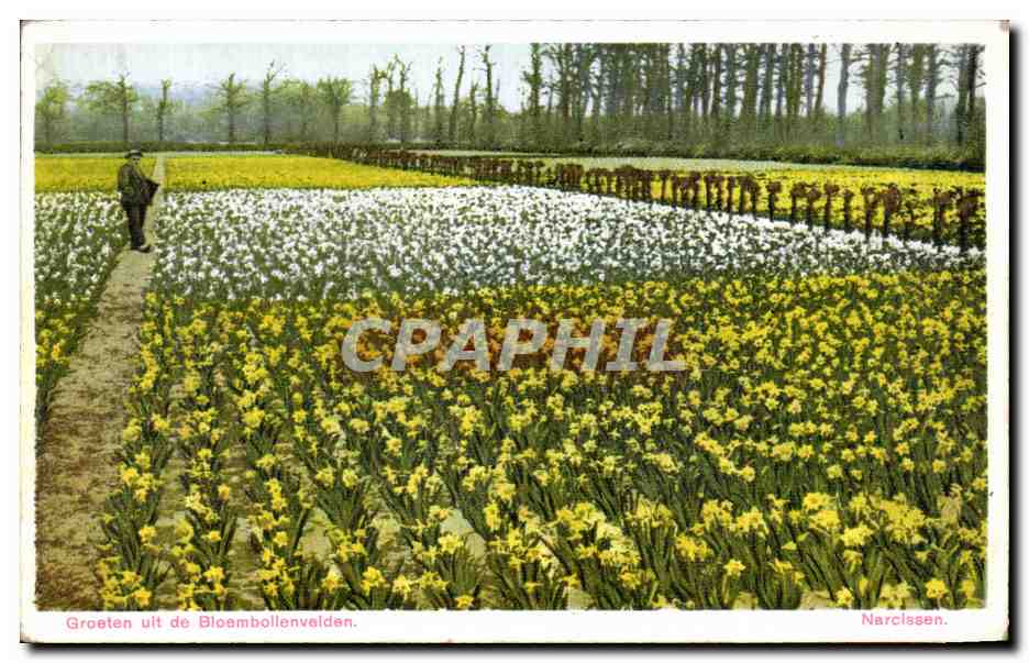 CPA Groeten uit de Bioemboilenvelden Tulipes Fleurs