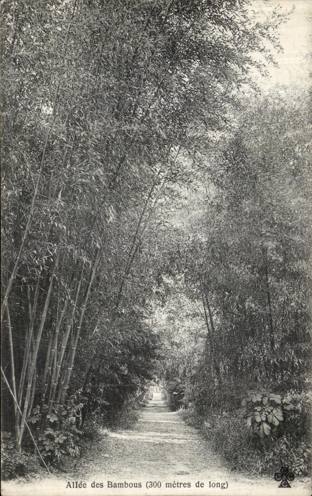 Allée des Bambous (300 mètres de long) — Domaine de Prafrance, Générargues (Gard)
