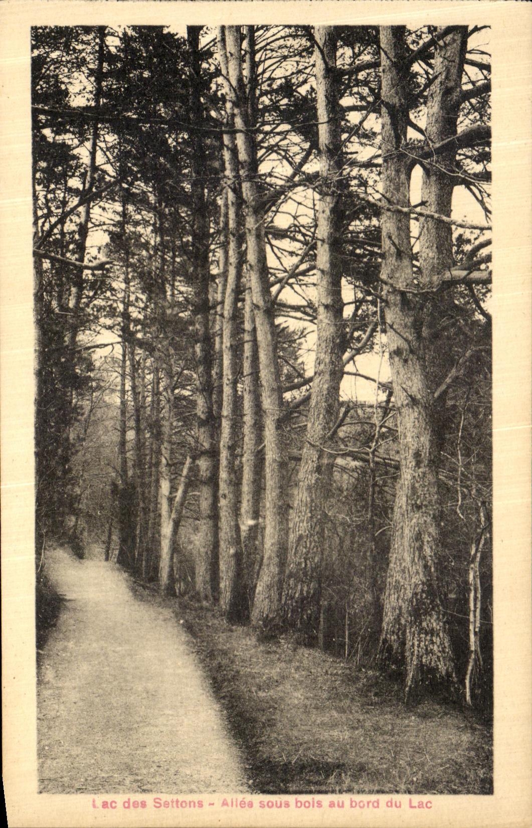 Lac des Settons — Allée sous bois au bord du Lac — A. Breger frères, Paris