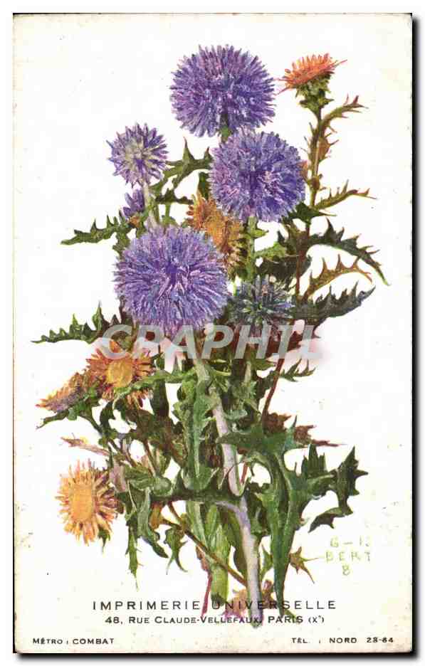 CPA Fleurs Chardons