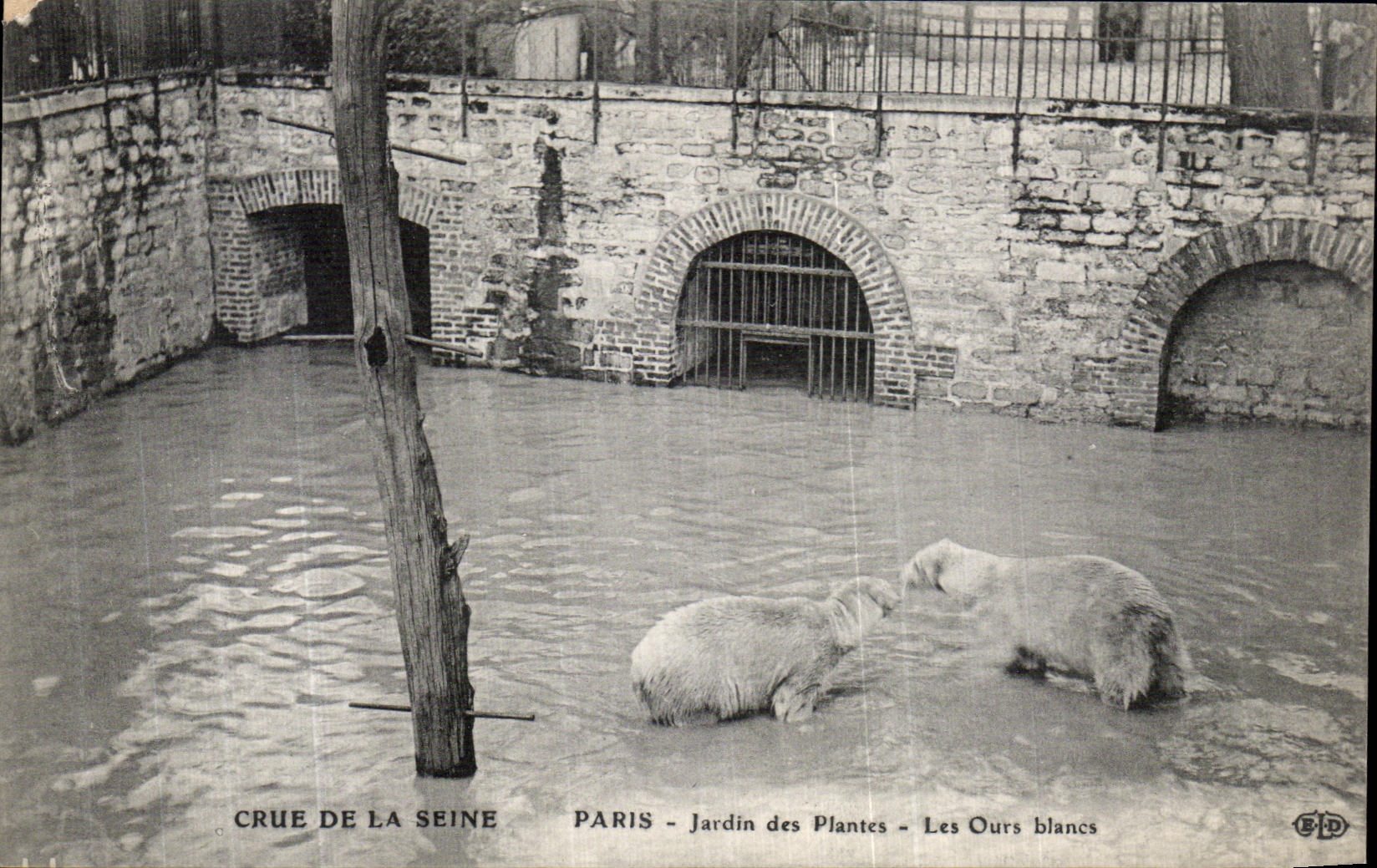 Paris - Jardin des Plantes - Les Ours blancs — Crue de la Seine