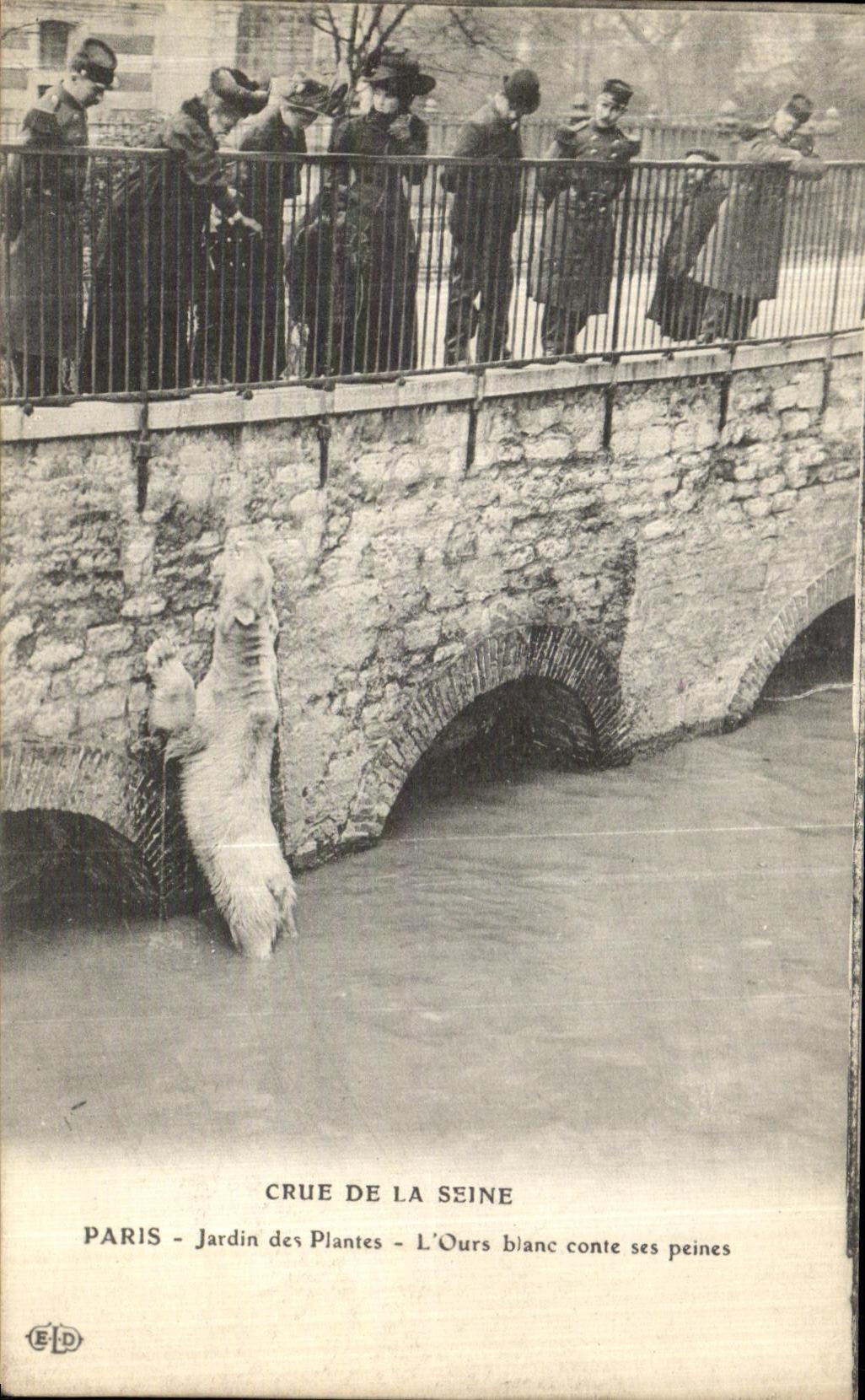 Paris - Jardin des Plantes - Crue de la Seine - L'Ours blanc conte ses peines