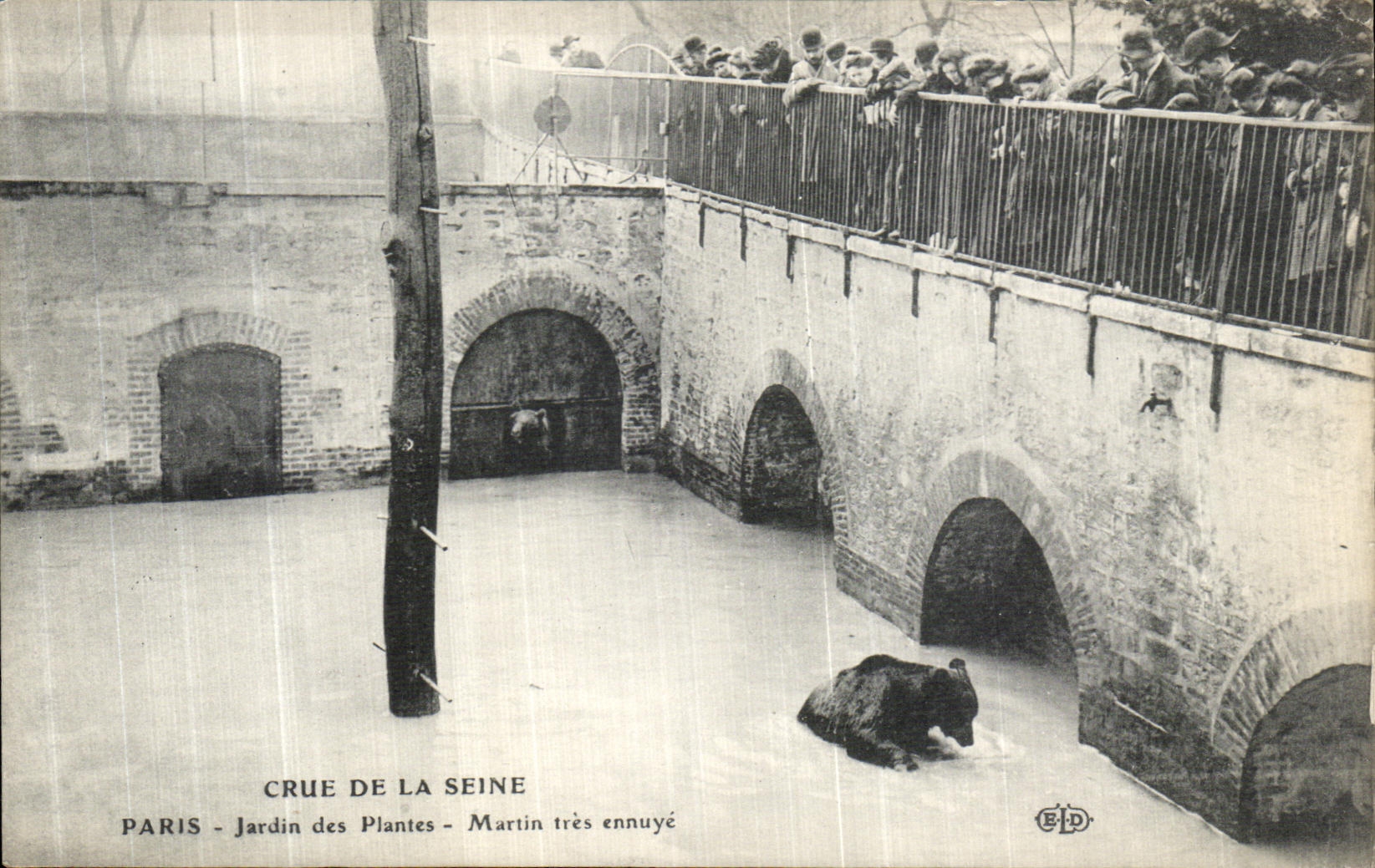 Paris - Jardin des Plantes - Martin très ennuyé — Éditeur B.P.D. n° 2