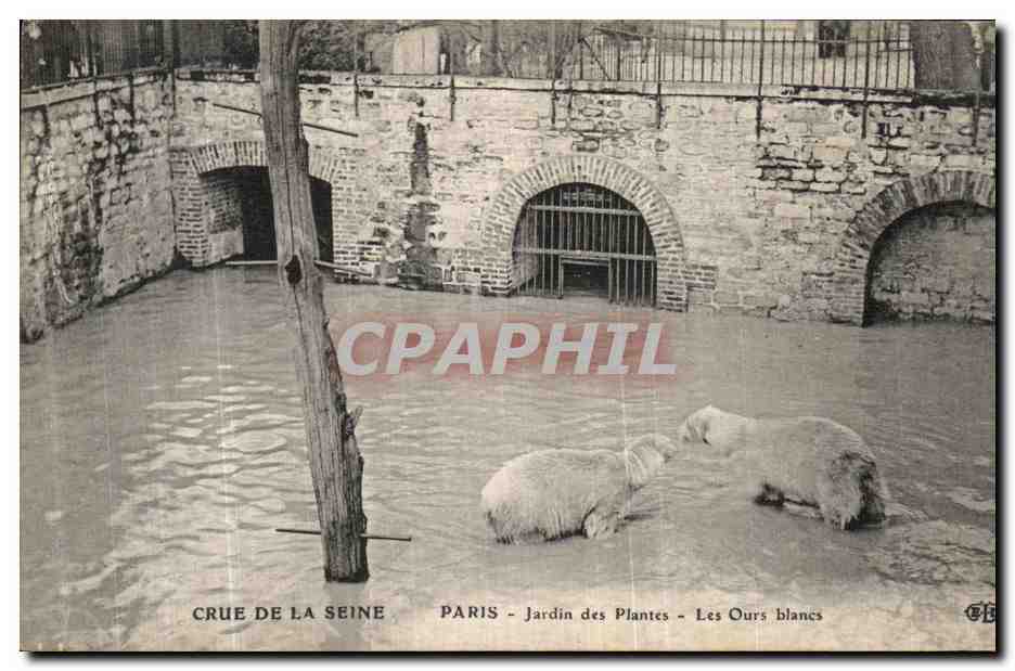 Crue de la Seine — Paris - Jardin des Plantes - Les Ours blancs