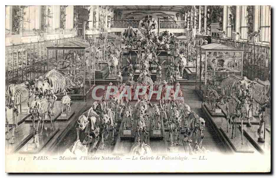 CPA Paris Museum d Histoire Naturelle La galerie de paleontologie Prehistoire Dinosaure