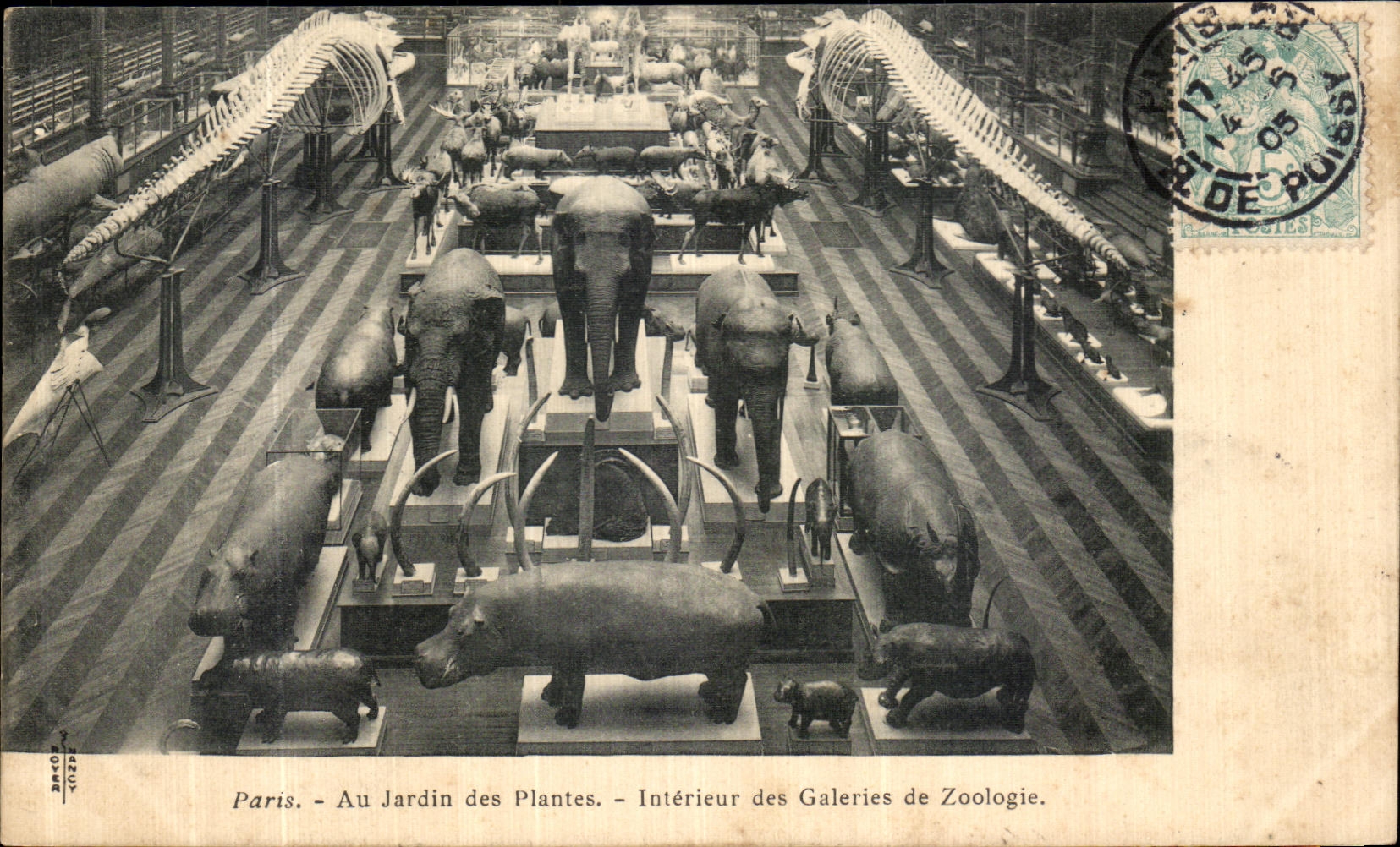 CPA Paris Au Jardin des Plantes Interieur des Galeries de Zoologie Elephant Hippopotame dinosaure Baleine 