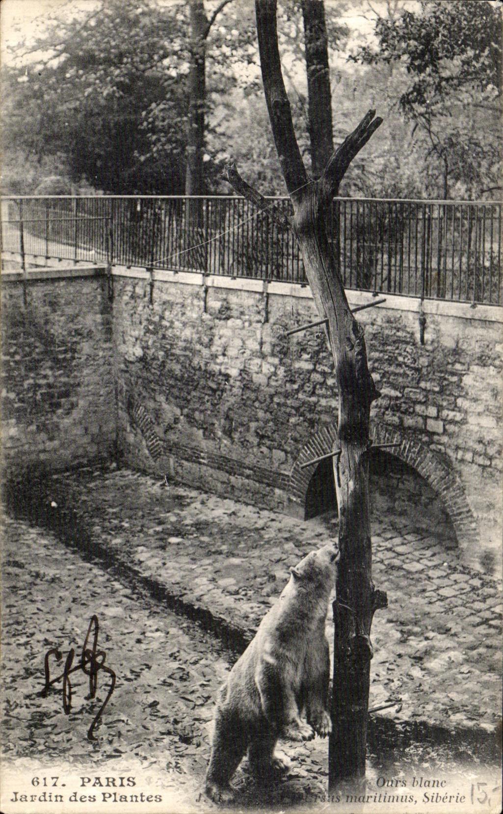 CPA Paris Jardin des Plantes Ours blanc zoo