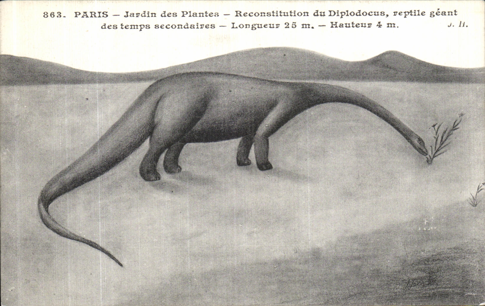 CPA Paris Jardin de Plantes Reconsitution du Diplodocus reptile geant des temps secondaires