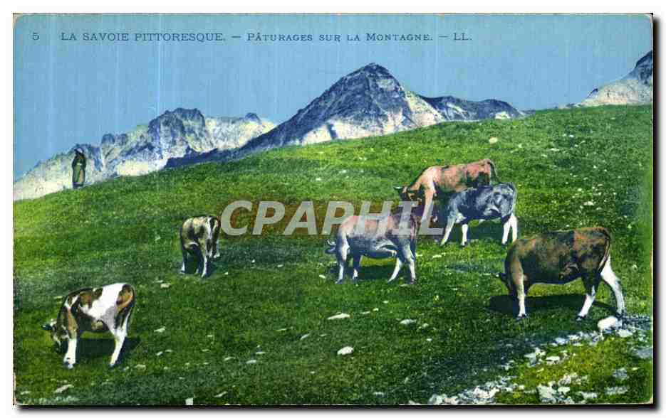 CPA La Savoie Pittoresque Paturages Sur La Montagne Vaches