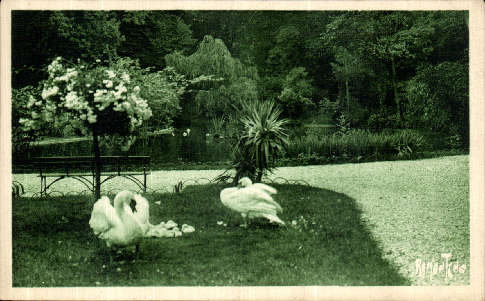 CPA Cognac Etude au parc de l hotel de ville Cygnes