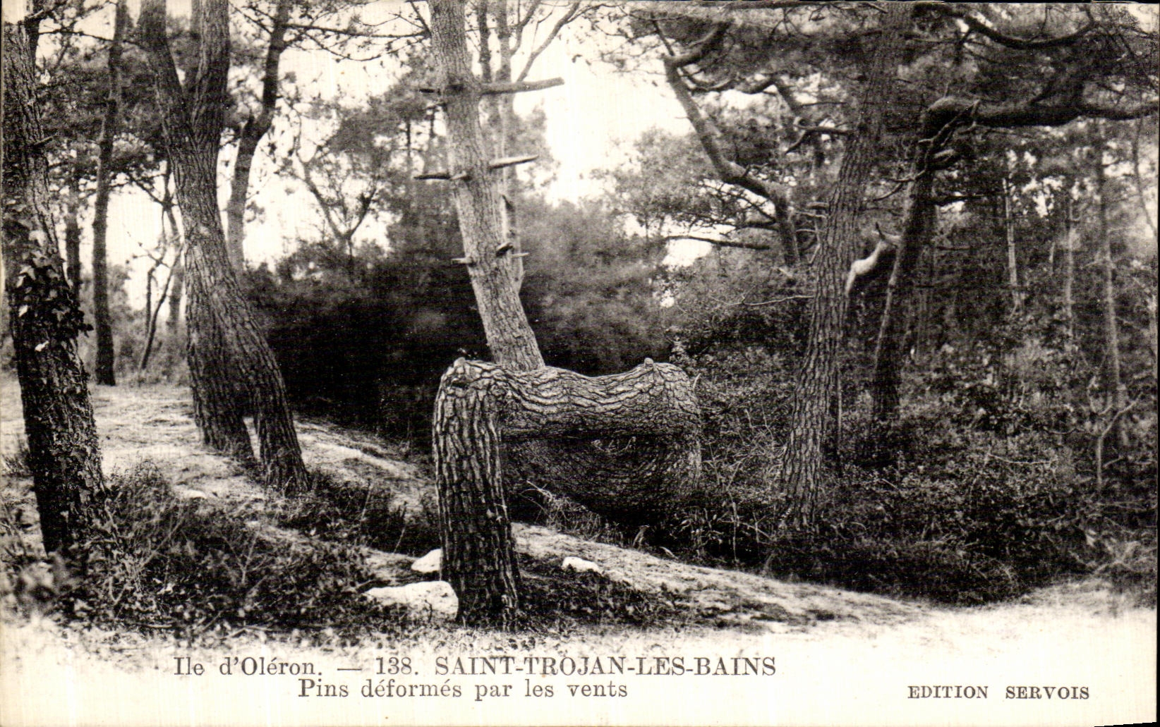 Pins déformés par les vents — Ile d'Oléron — Saint-Trojan-les-Bains — Édition Servois, n°138
