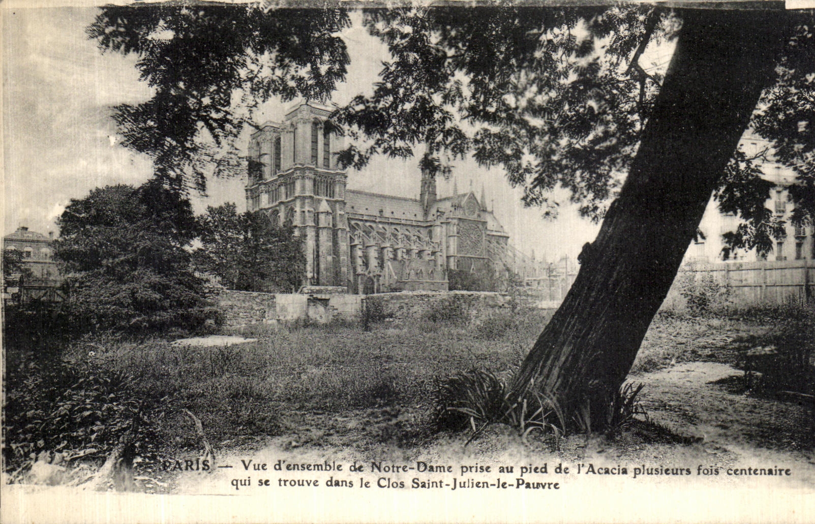 CPA Paris Vue d ensemble de Notre Dame prise au pied de l Acacia Plusieurs fois centanaire