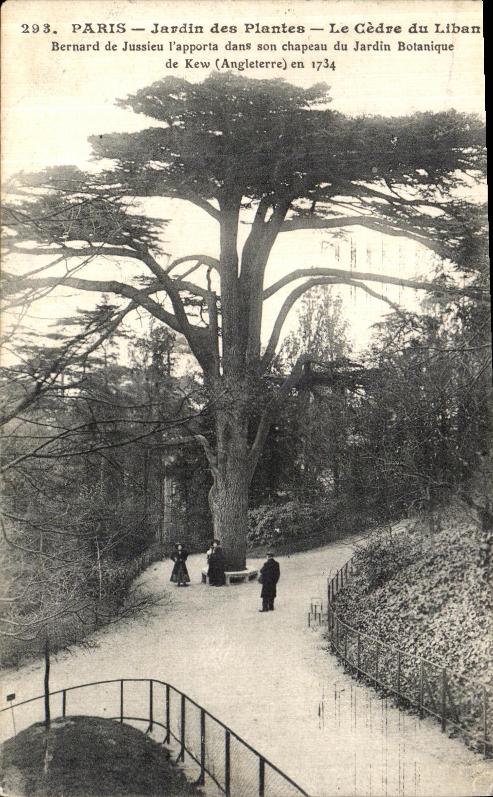 CPA Paris Jardin des Plantes Le Cedre