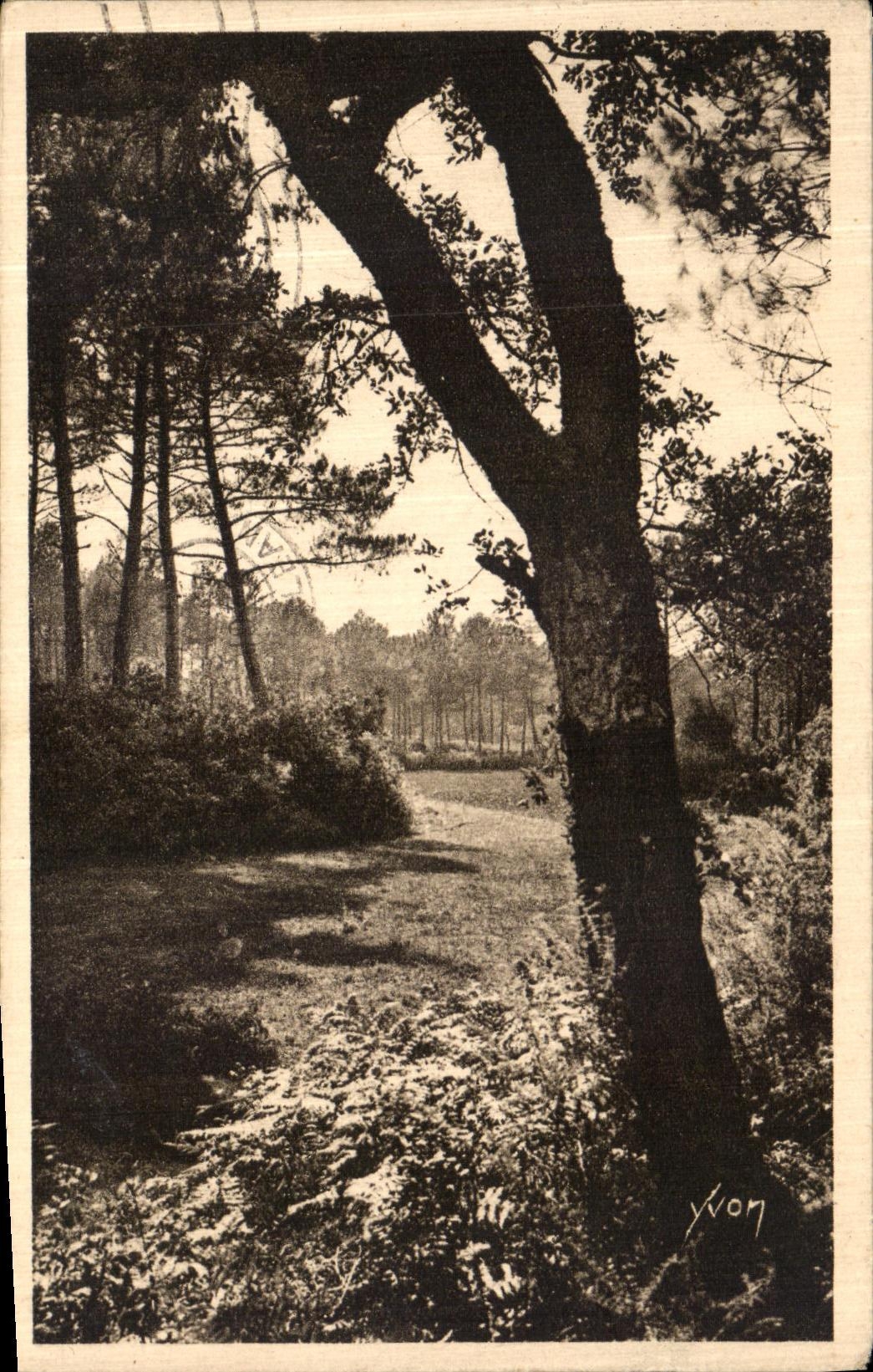 Les Landes de Gascogne — Paysage landais — Yvon