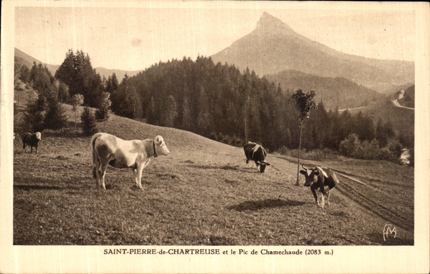 CPA Saint Pierre de Chartreuse et le Pic de Chamechaude Vaches