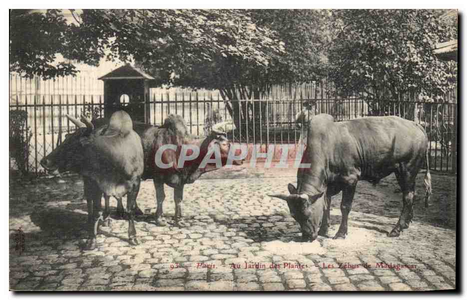 CPA Paris Au Jardin des Plantes Les zebus de Madagascar