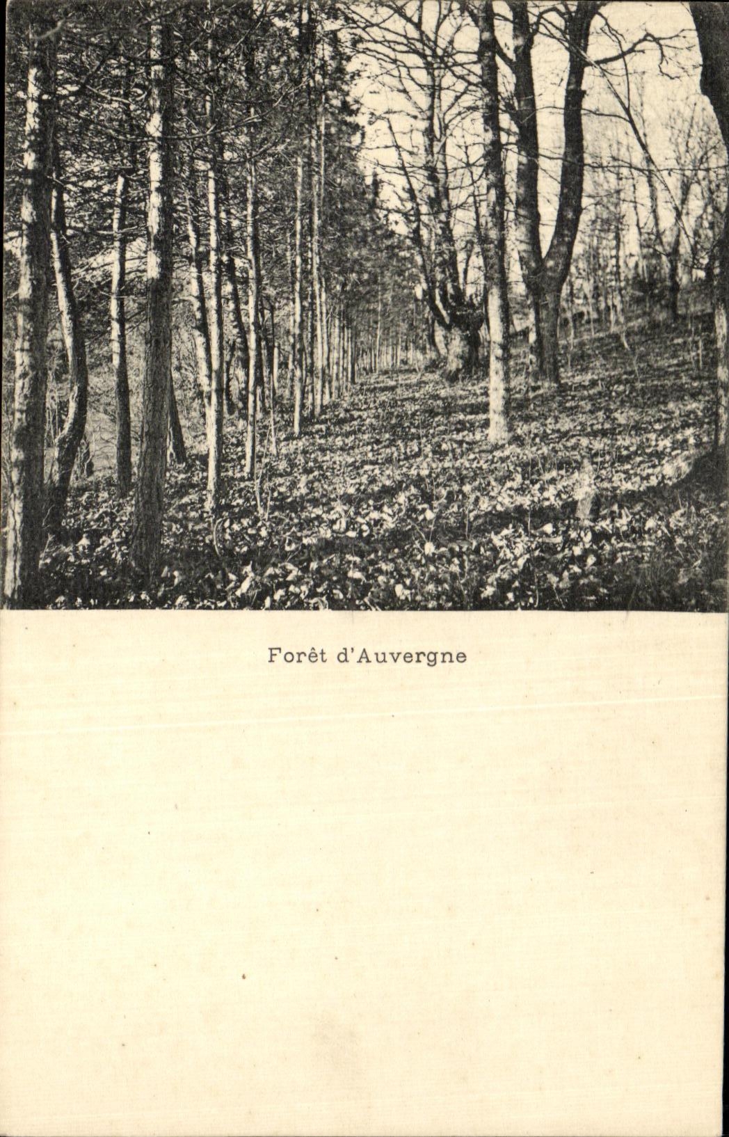 Forêt d'Auvergne — vue de forêt en hiver — sans éditeur ni numéro visible